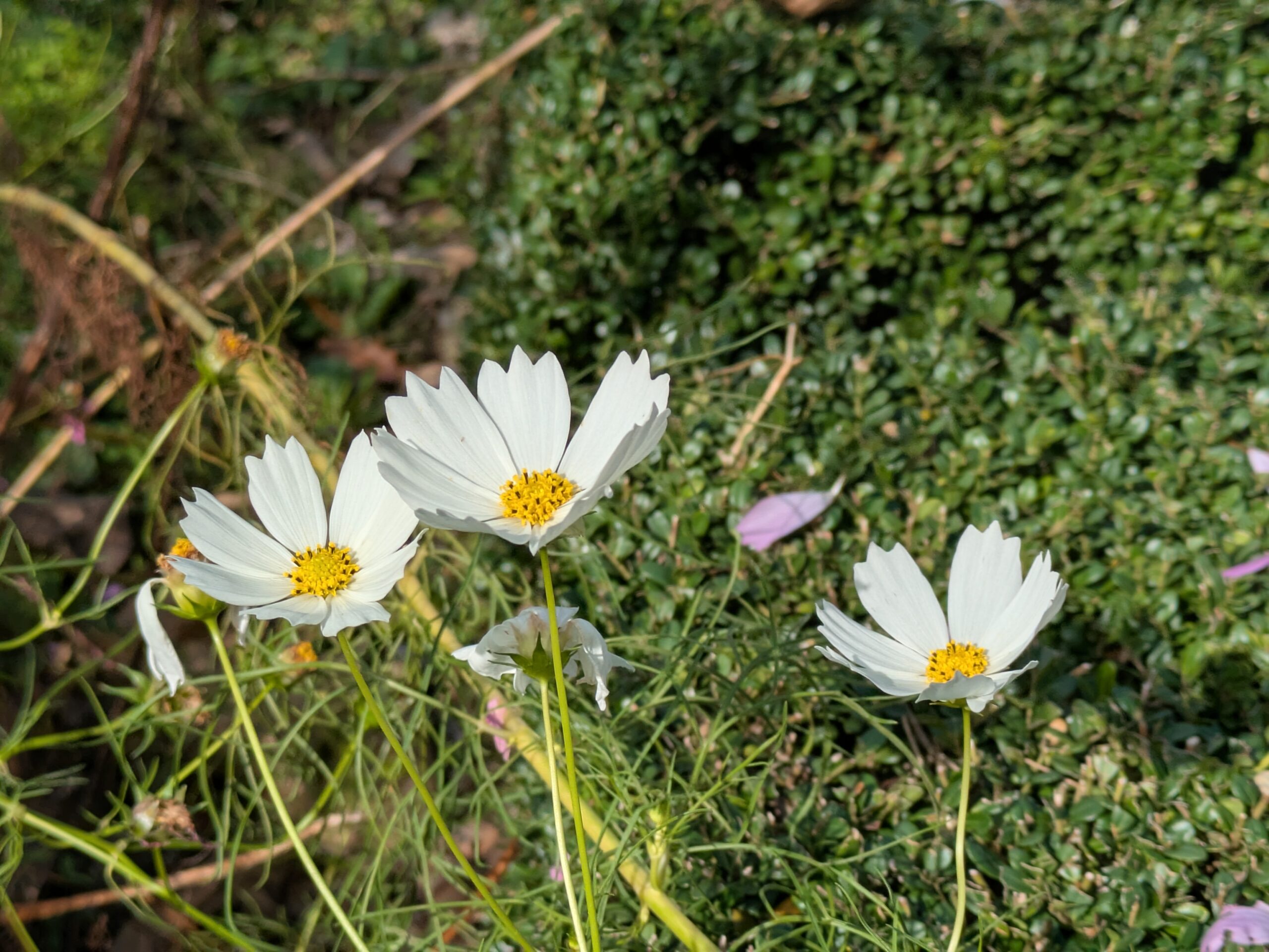 奥卯辰山で咲いていた白いコスモスの花