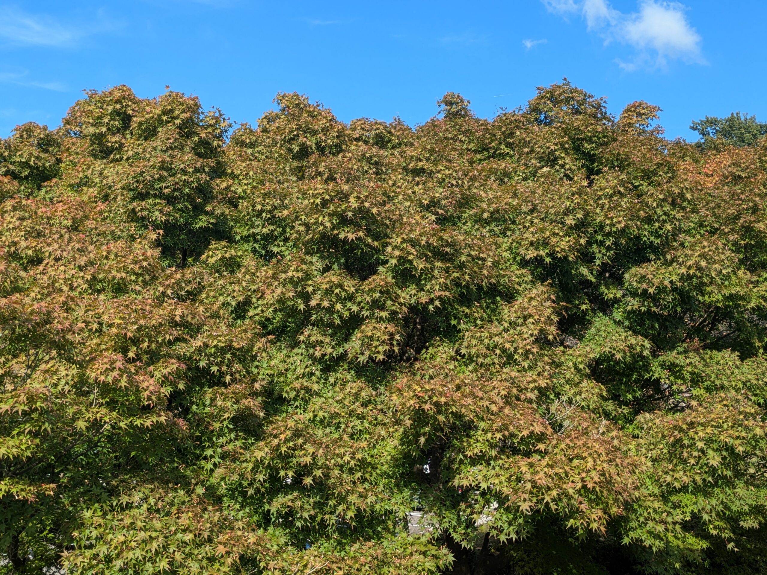 10月の奥卯辰山で緑色の葉が少しずつ色づき始めていたモミジ