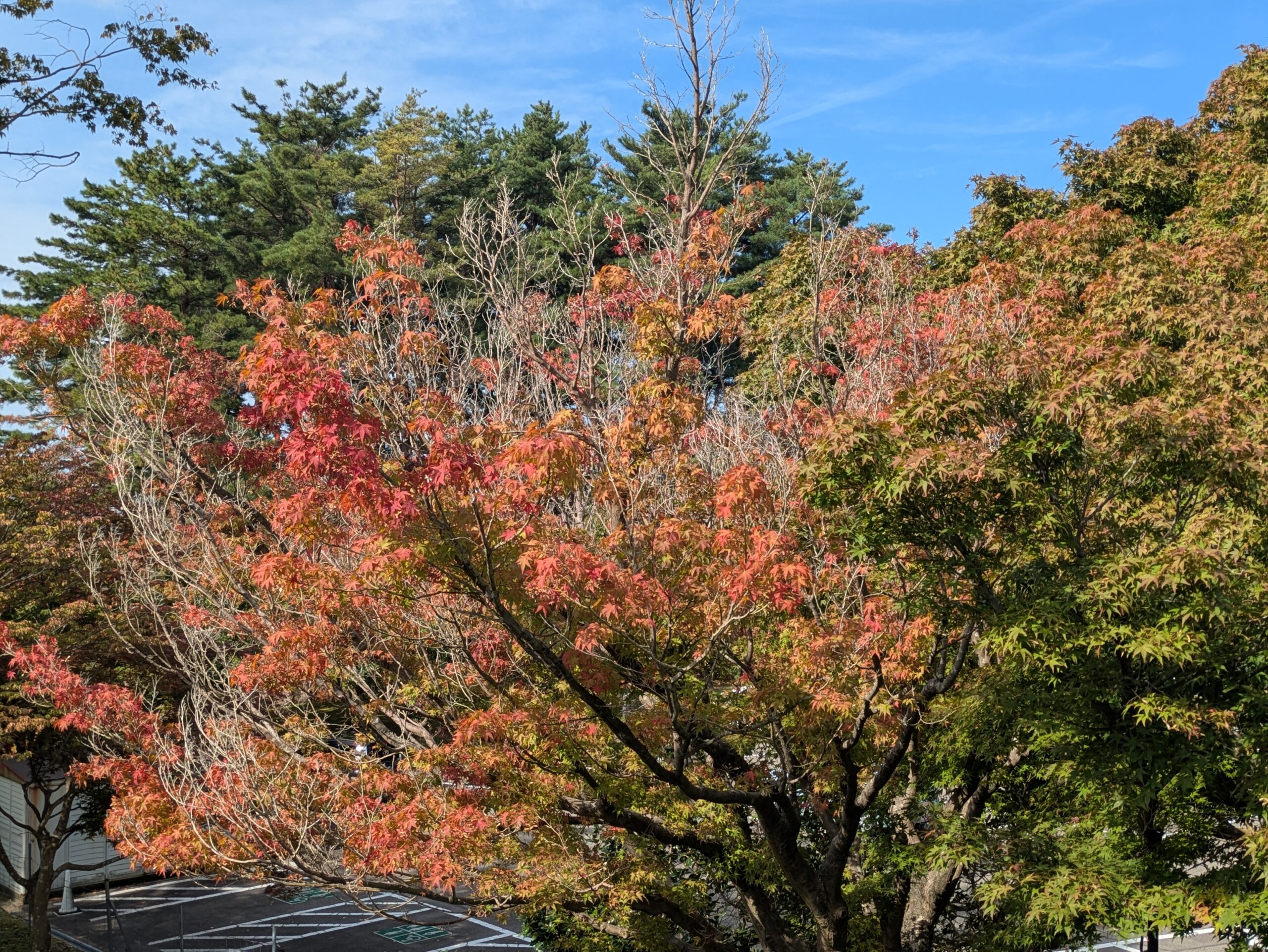 赤やオレンジ色に紅葉し一部の葉が落ち始めていたモミジ