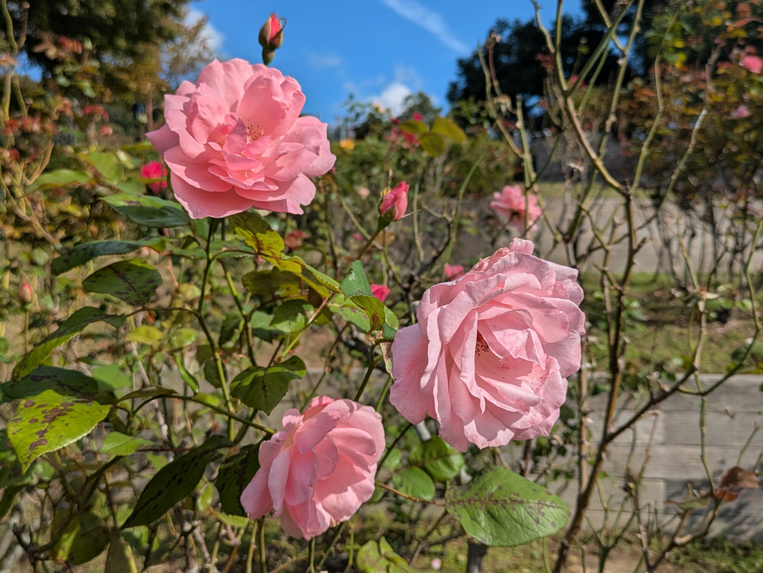 ベルギー庭園で咲くピンク色のバラと周囲に残るつぼみ