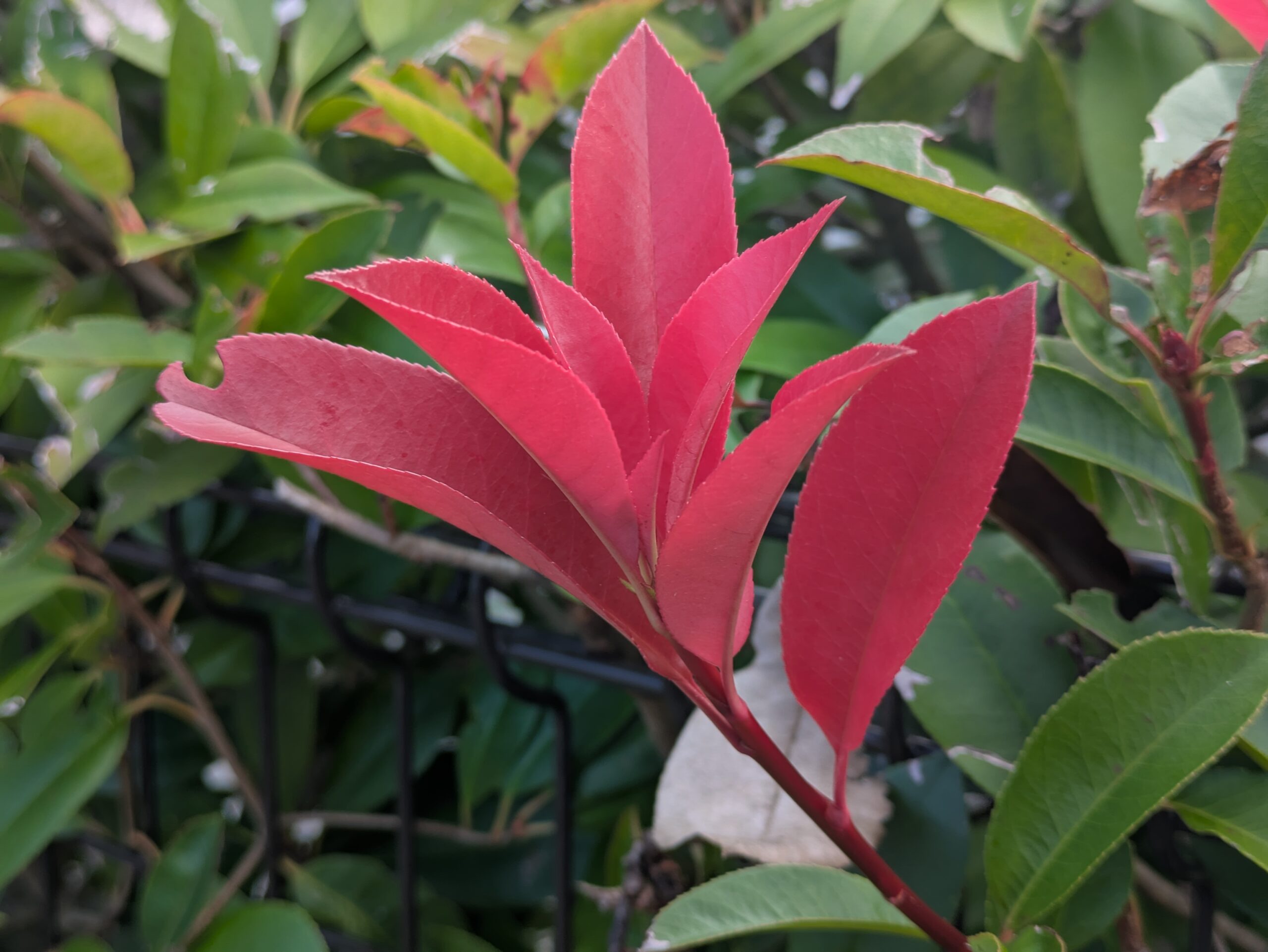 周囲の緑色の葉と対照的な鮮やかな赤いカナメモチの新芽