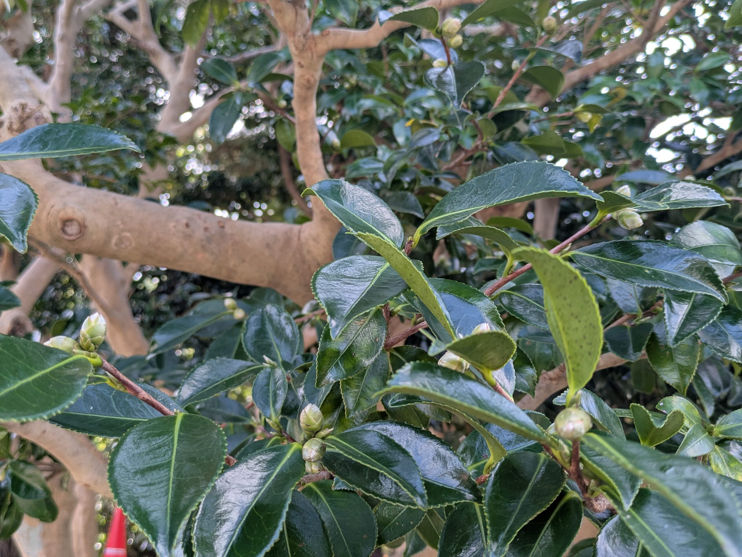 光沢のある緑色の葉の間に丸いつぼみをつけていたサザンカ