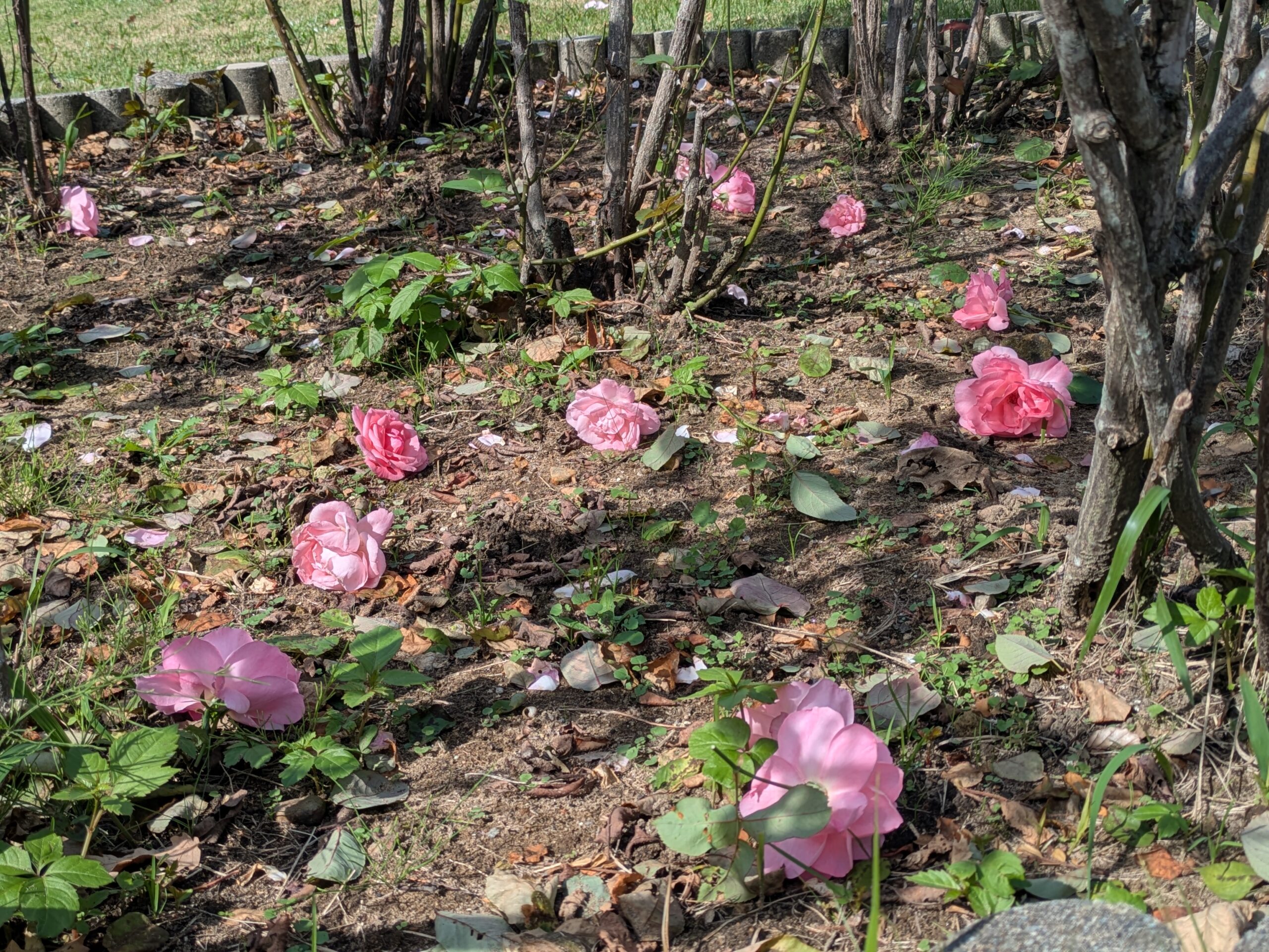 ベルギー庭園のバラの株元に花の形を残したまま落ちていたピンク色の花