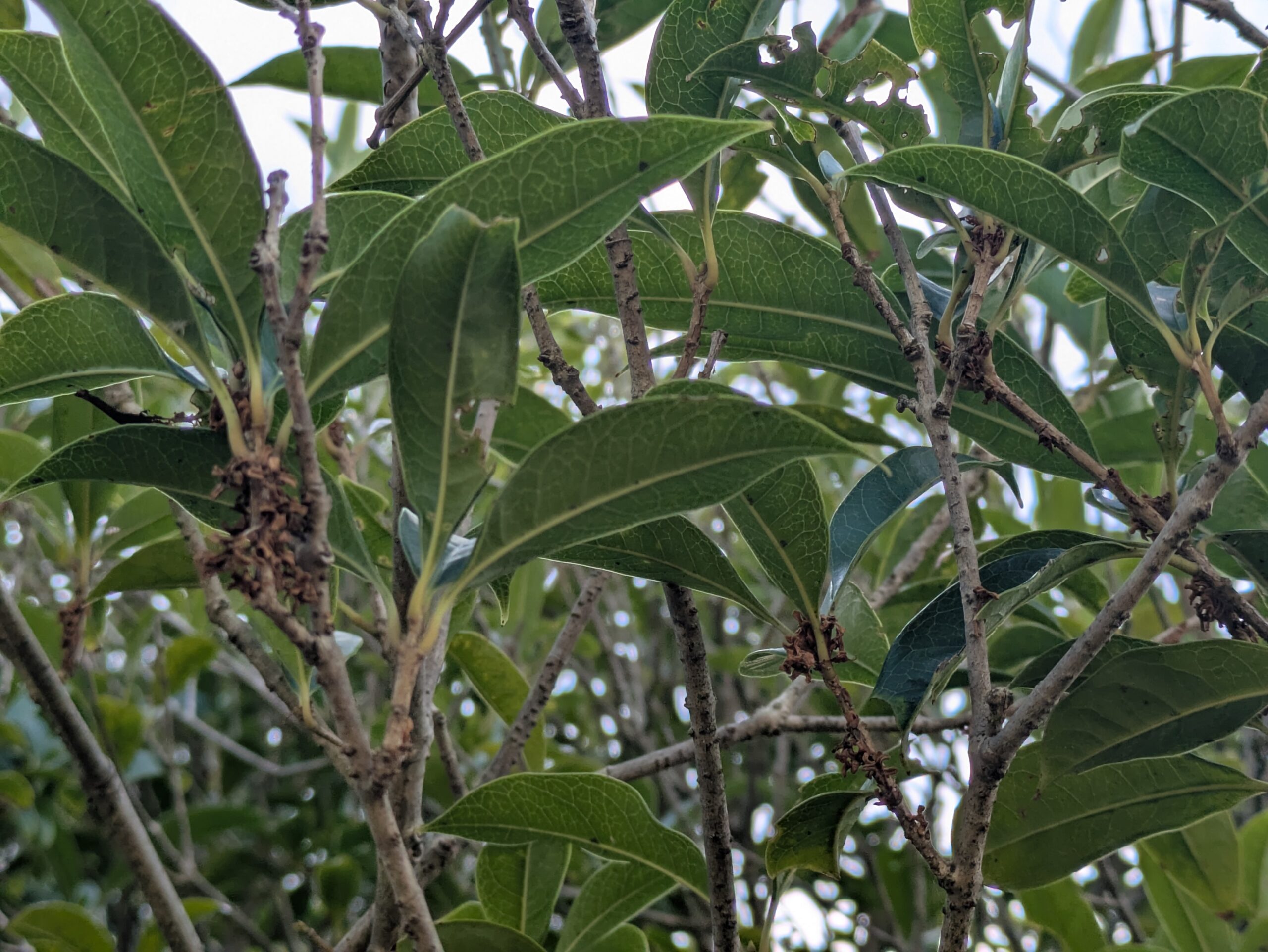 花が終わって葉だけになっていた奥卯辰山のキンモクセイ