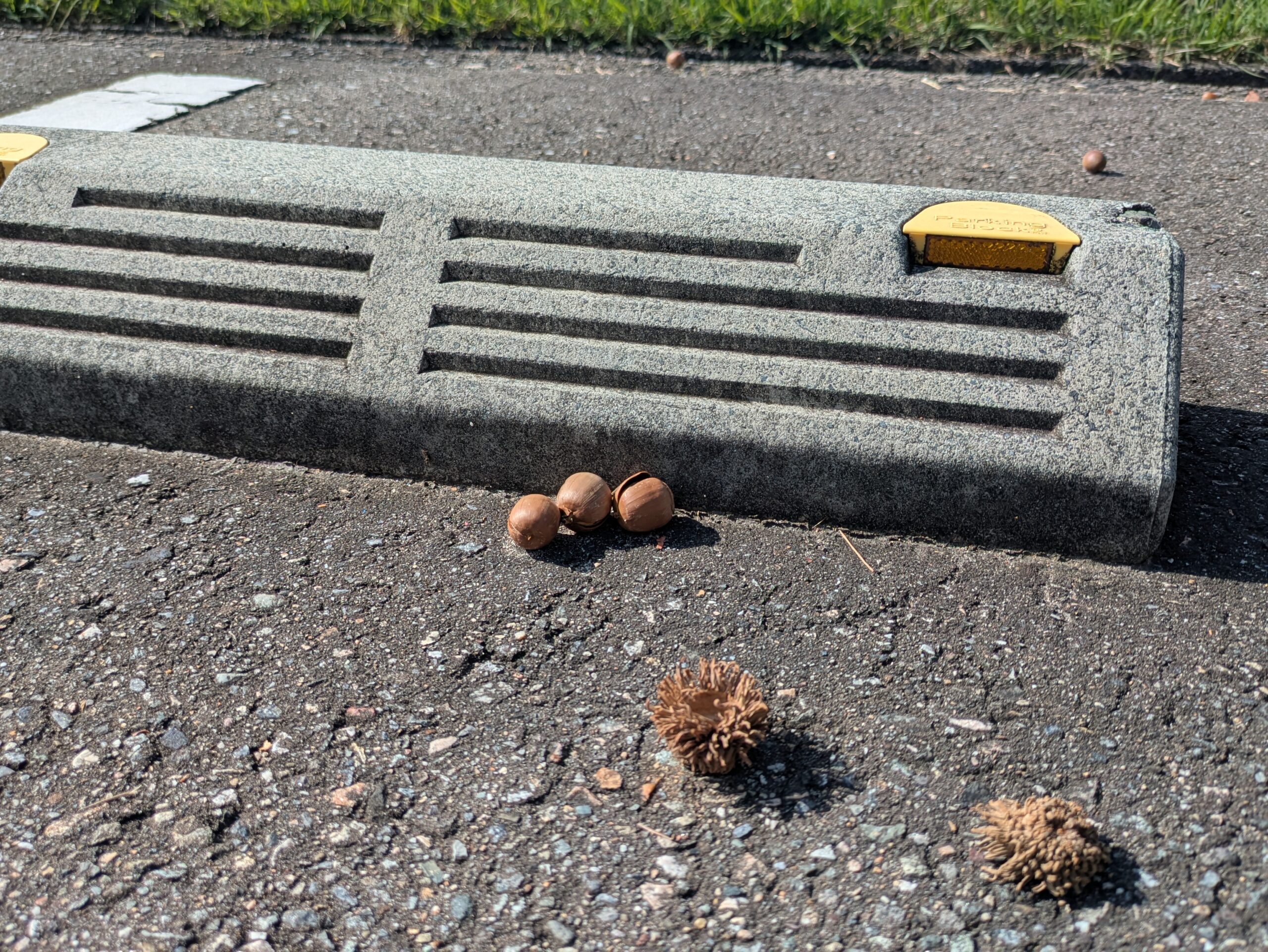奥卯辰山の駐車場に落ちていた丸いクヌギのどんぐりとトゲトゲした殻斗
