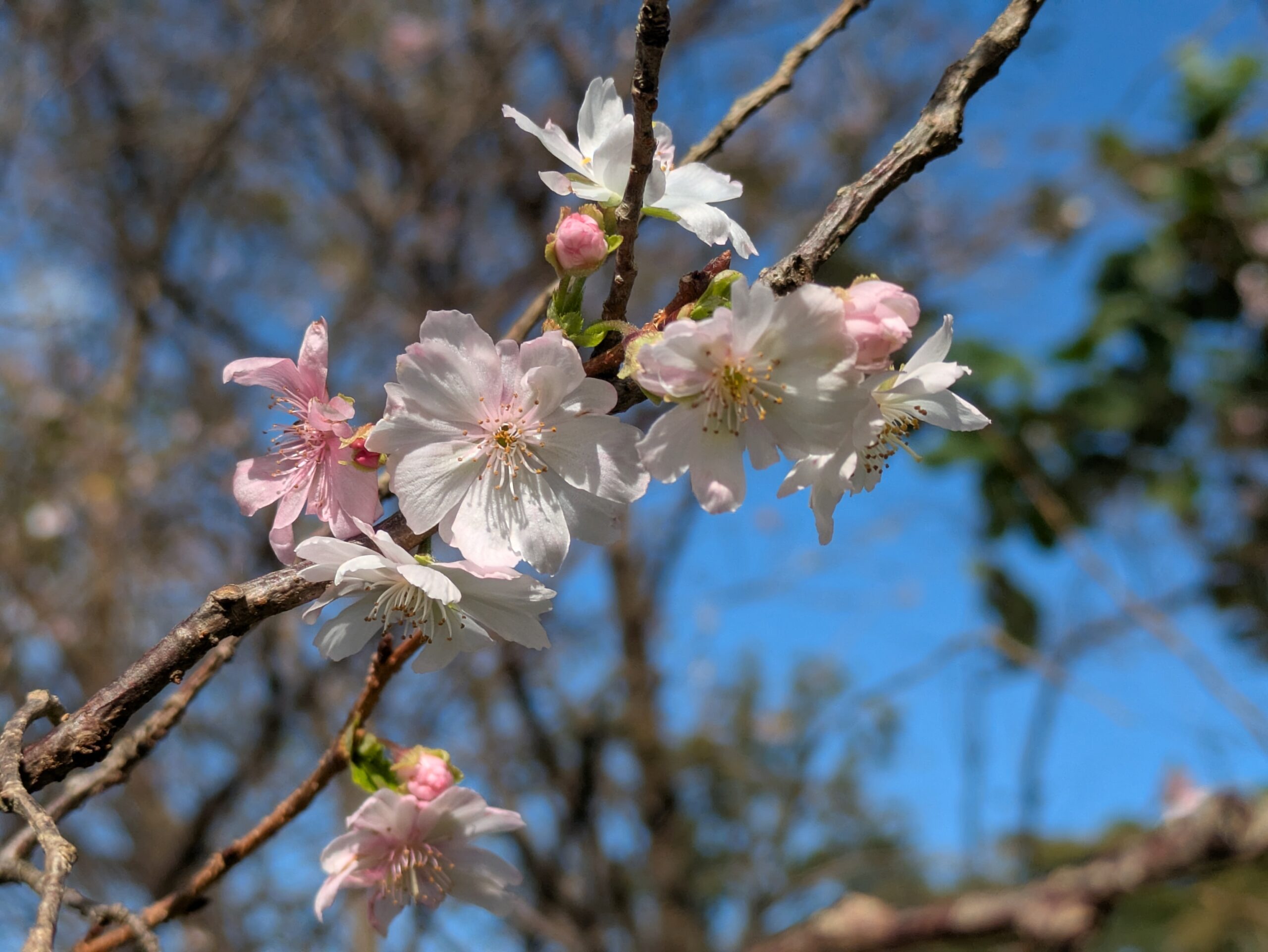 青空を背景に咲く十月桜の白色と淡いピンク色の八重咲きの花