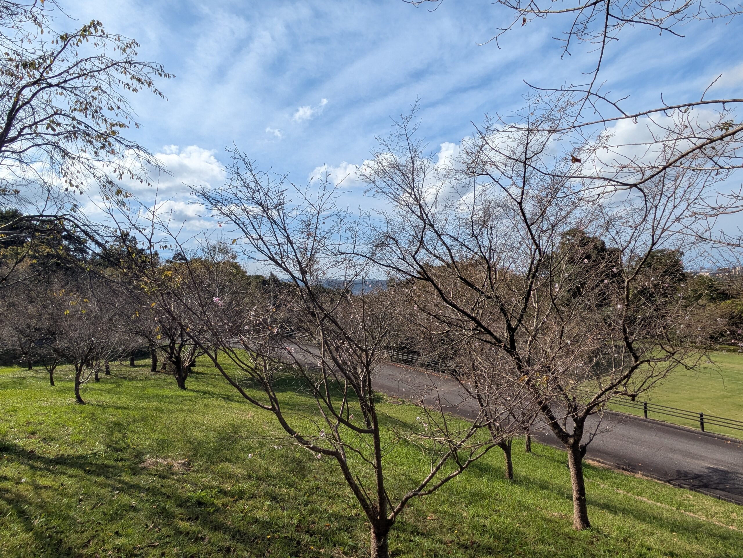 奥卯辰山健民公園の斜面に植えられた葉の少ない桜の木々