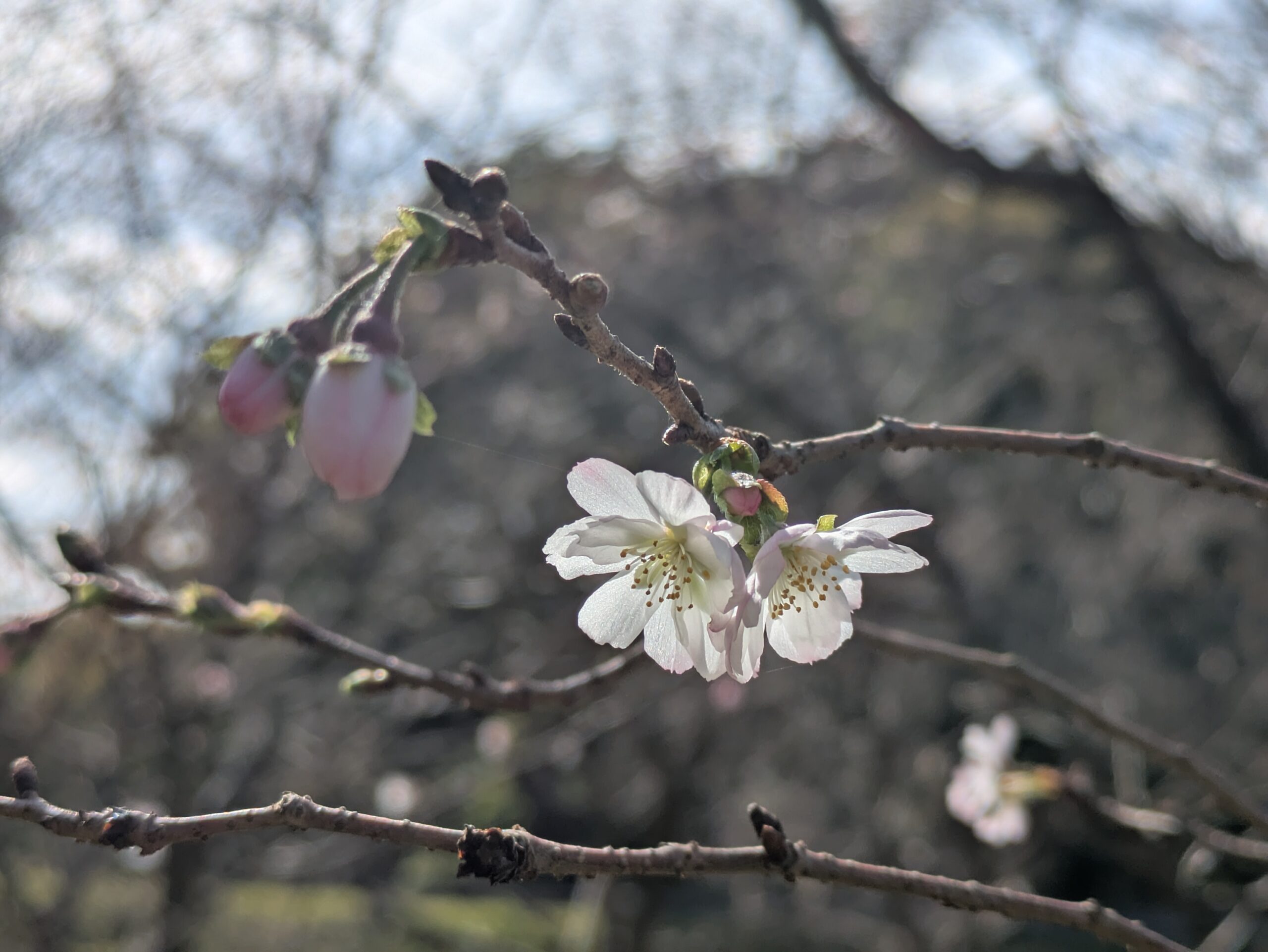 奥卯辰山健民公園で咲く十月桜の花とピンク色のつぼみ