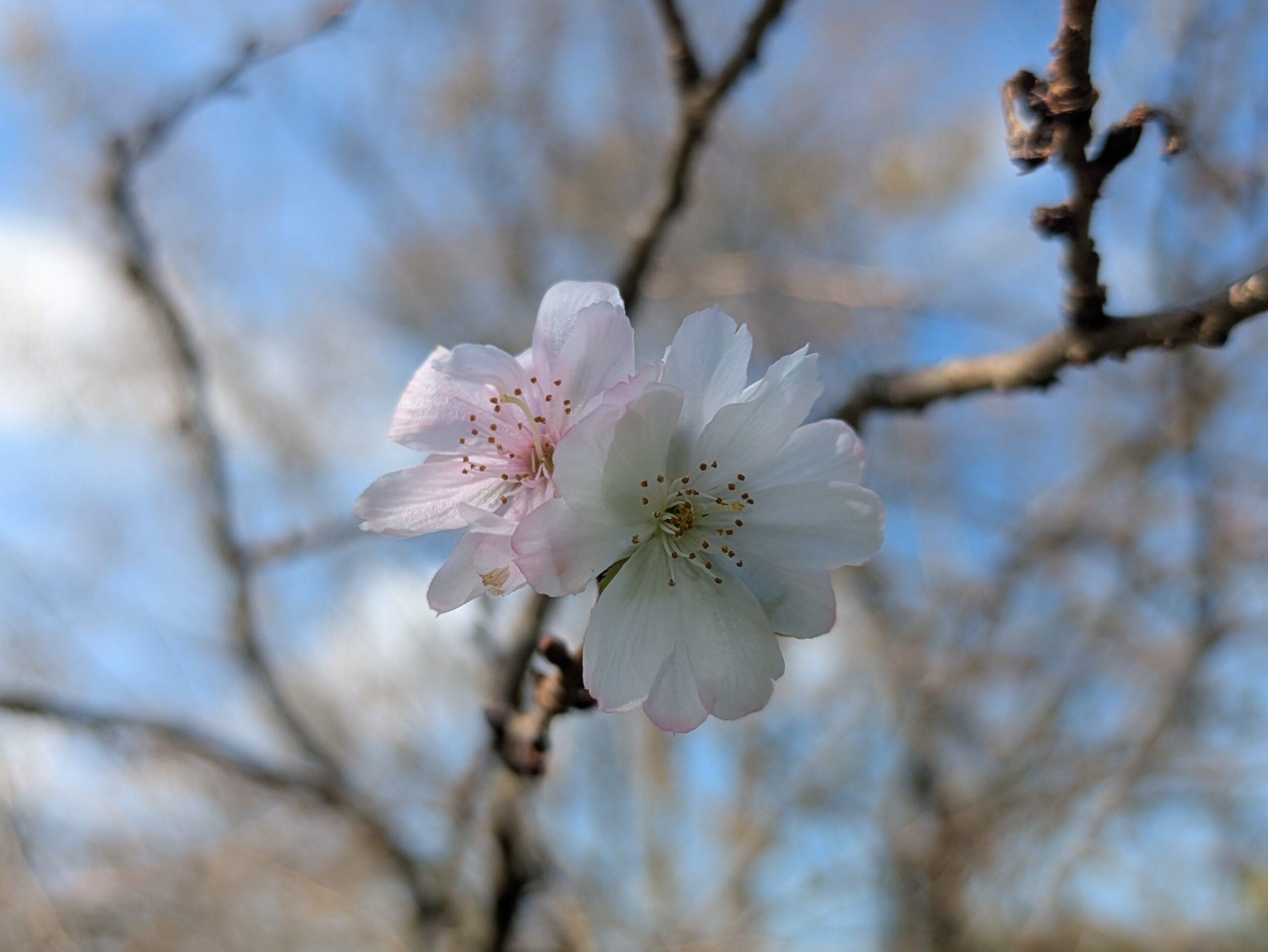 奥卯辰山健民公園の十月桜の枝に咲く白く淡いピンク色の花