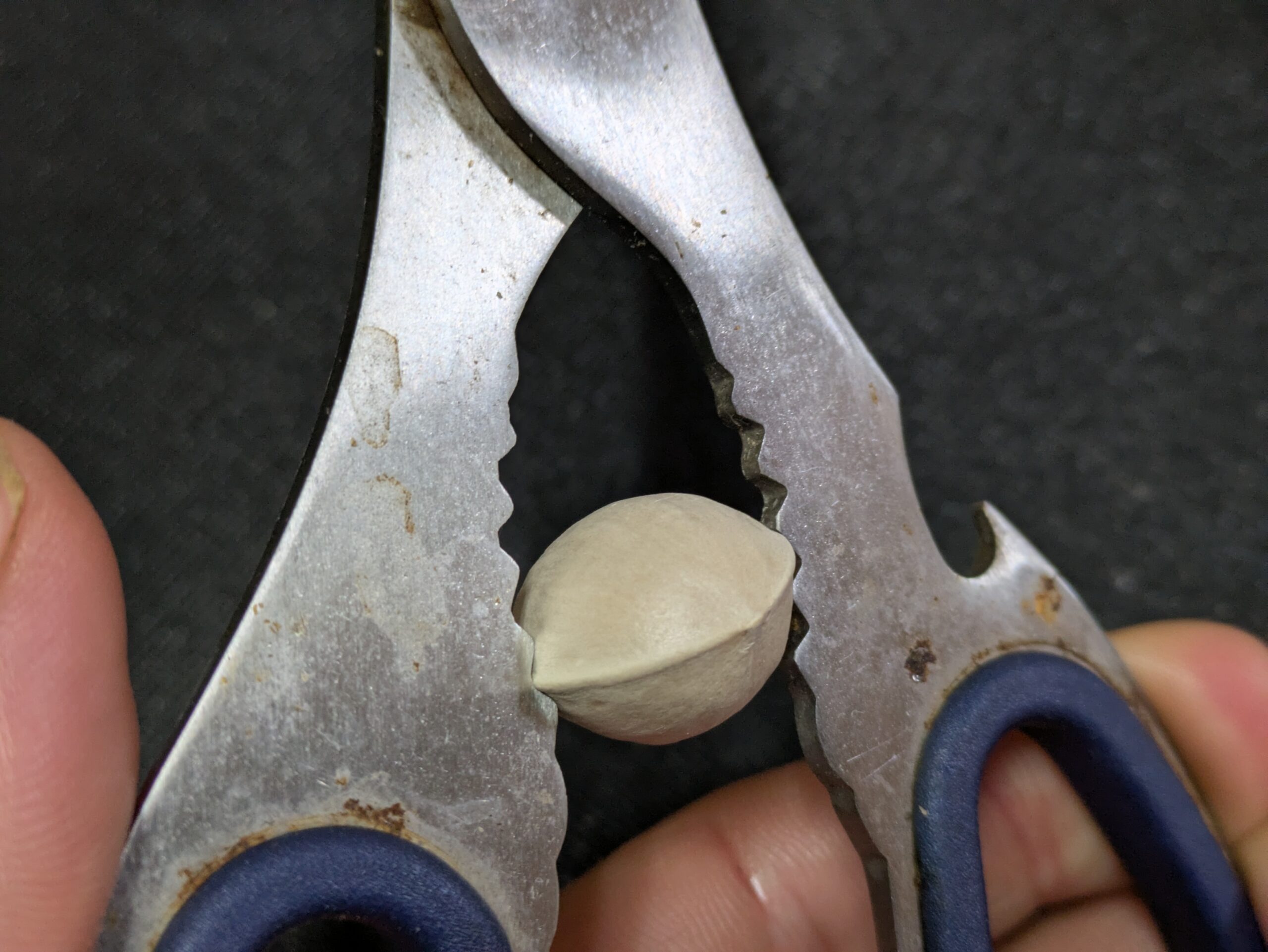 キッチンばさみの持ち手部分で銀杏の殻に割れ目を入れようとしている様子