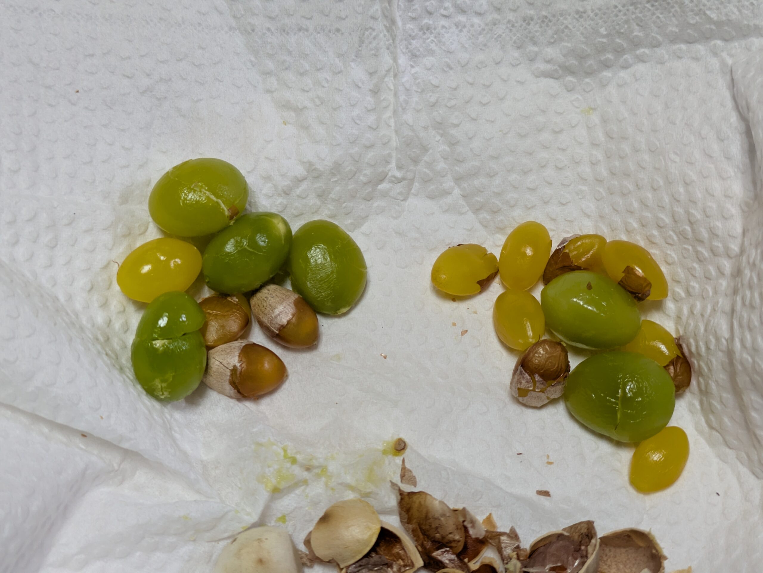 電子レンジとフライパンで加熱した銀杏の中身を並べて比較した様子