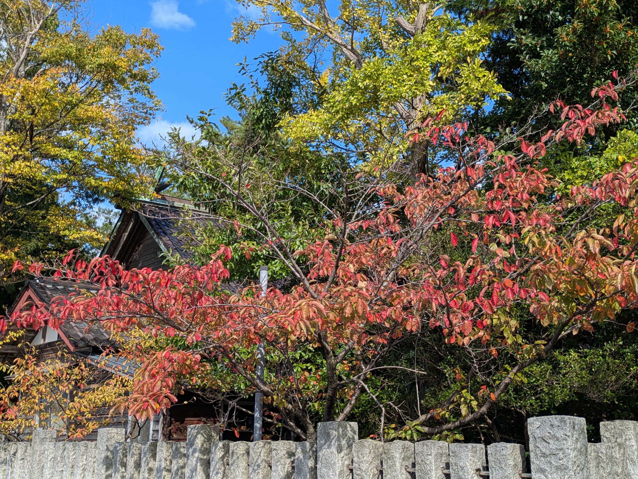 佐那武神社の境内で赤く紅葉し始めたサクラの枝葉