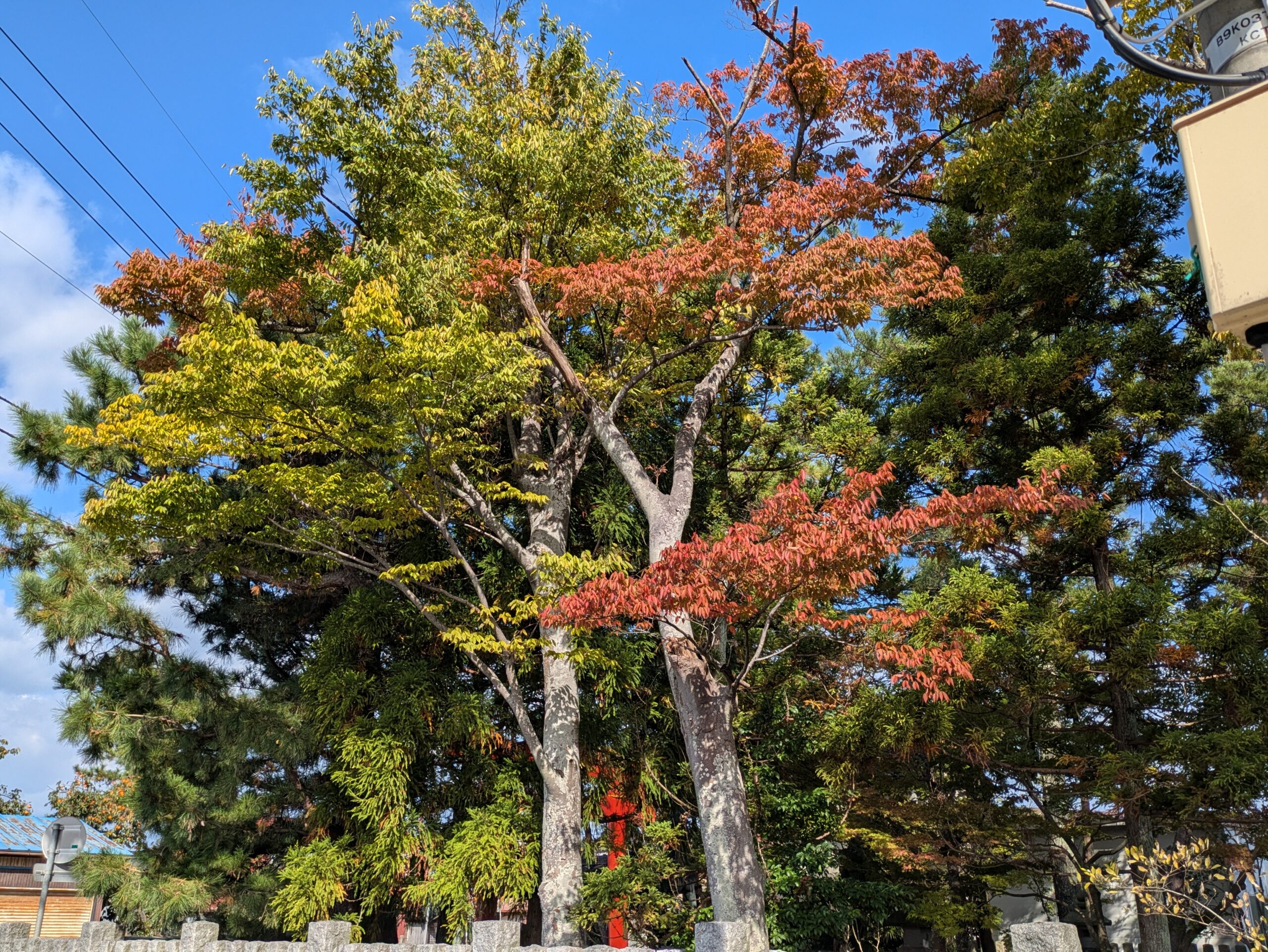 佐那武神社で隣り合う2本のケヤキが黄色と赤茶色に異なる紅葉を見せている様子