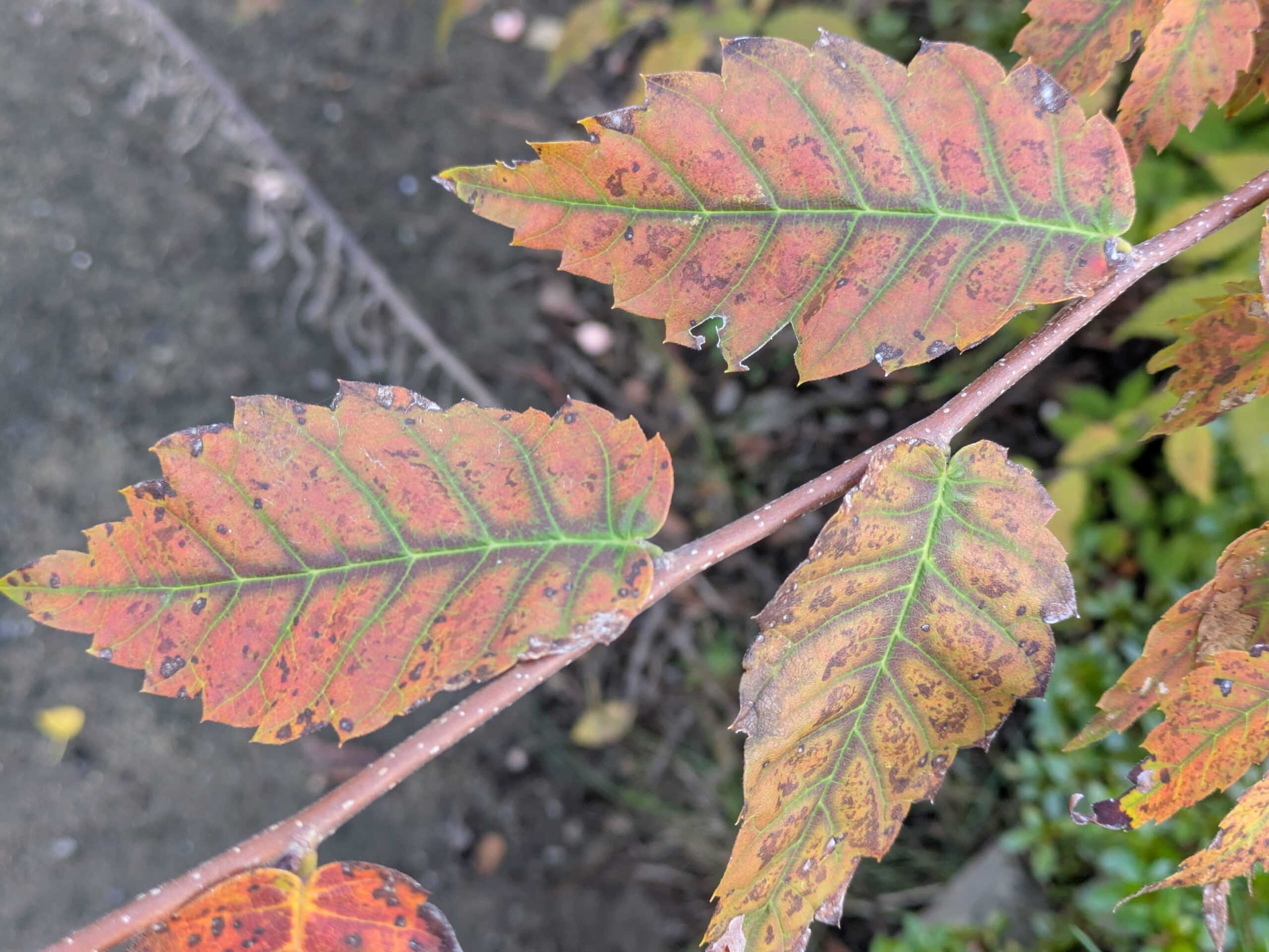 紅葉が進んだケヤキの葉の中で葉脈だけが緑色に残っている様子