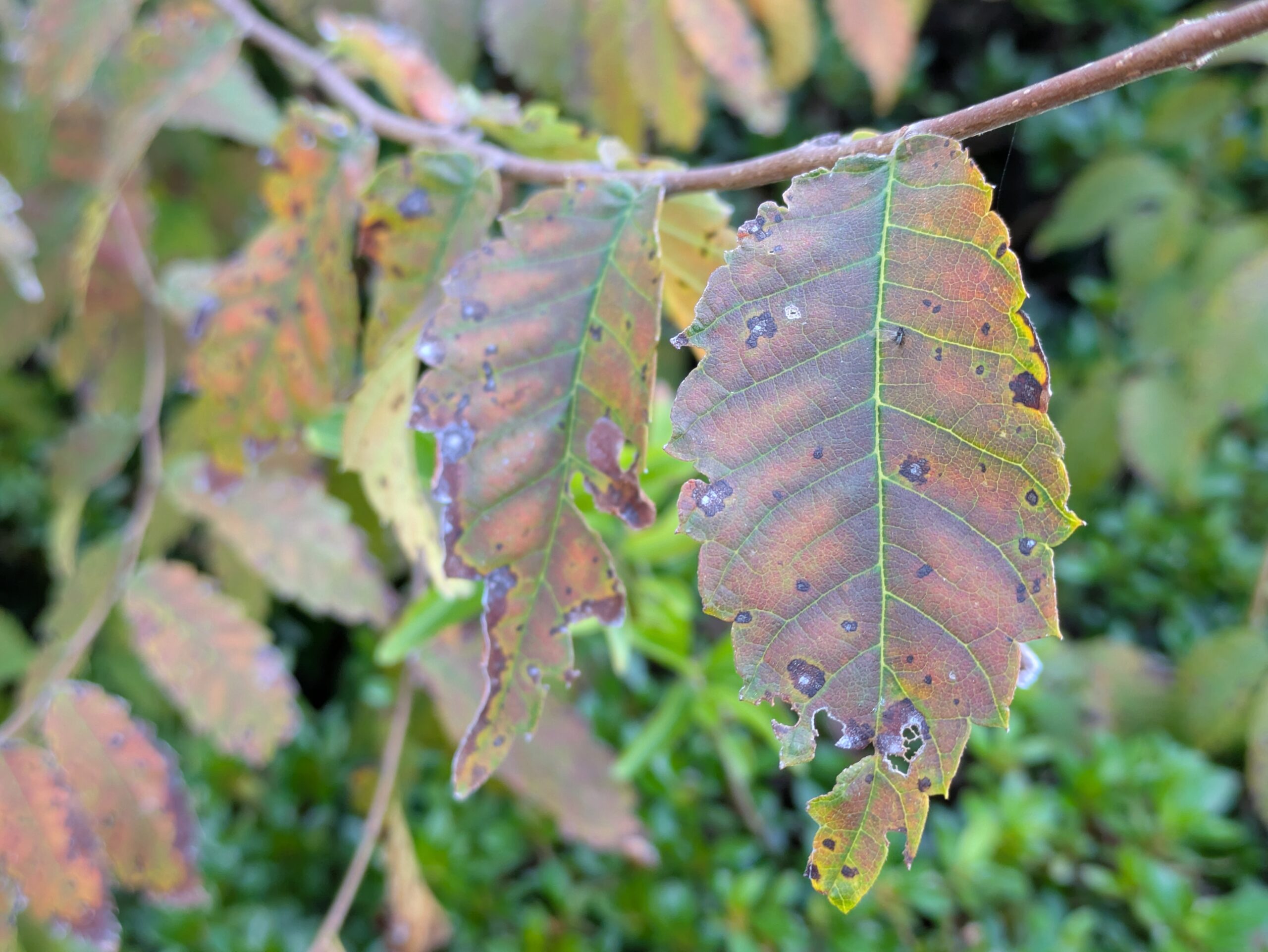 赤茶色の葉に緑色の主脈と側脈が浮かび上がる紅葉途中のケヤキの葉の拡大写真