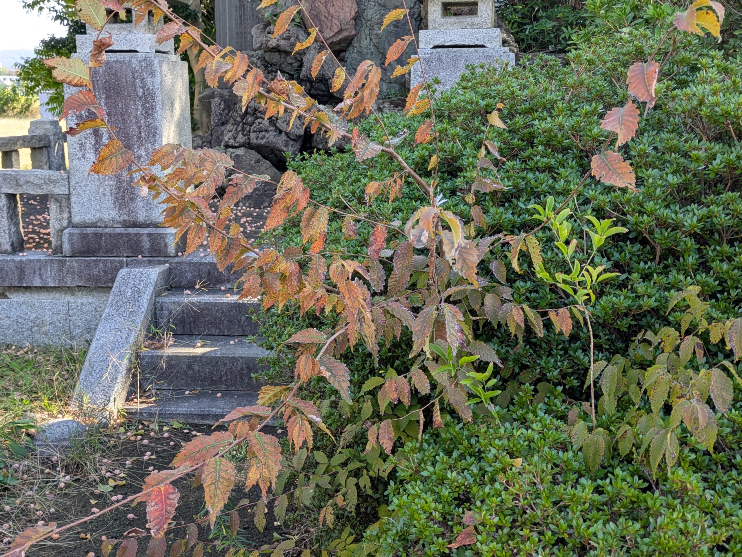 佐那武神社の忠魂碑近くに生えるケヤキに似た小さな落葉樹