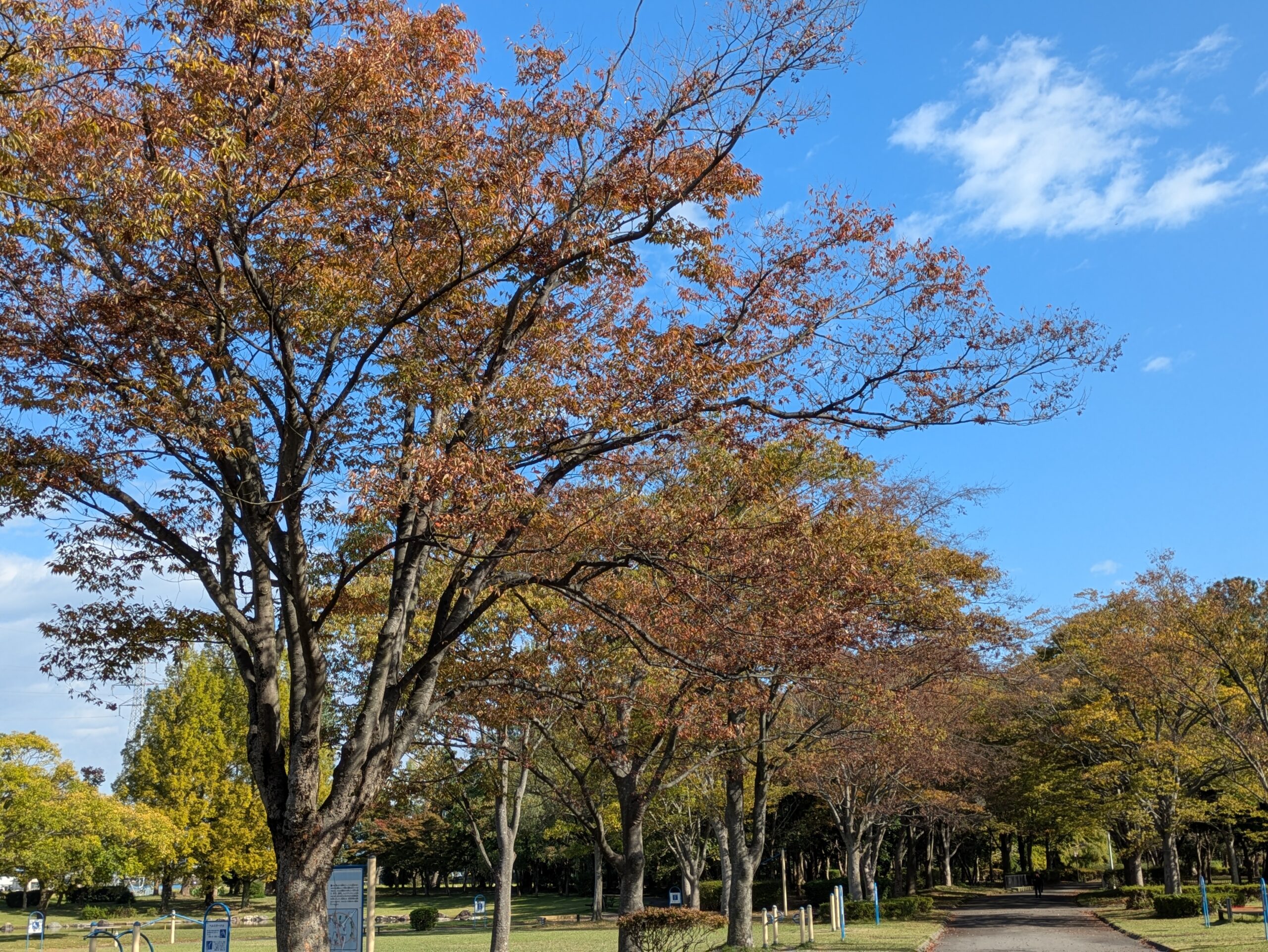 10月22日の金沢市北部公園の入り口付近で紅葉が進んだケヤキの並木