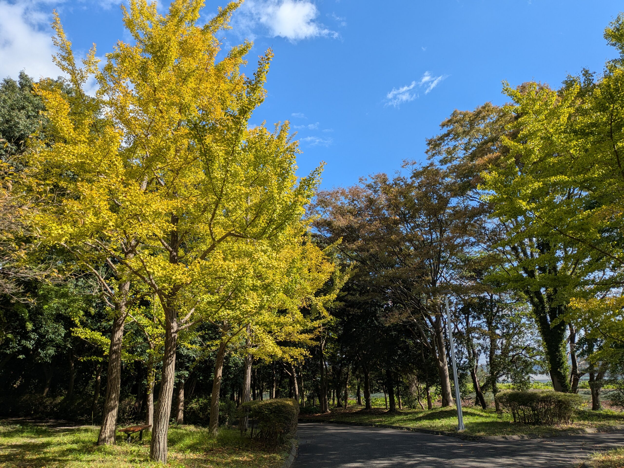北部公園で鮮やかな黄色に色づいたイチョウと秋の散策路