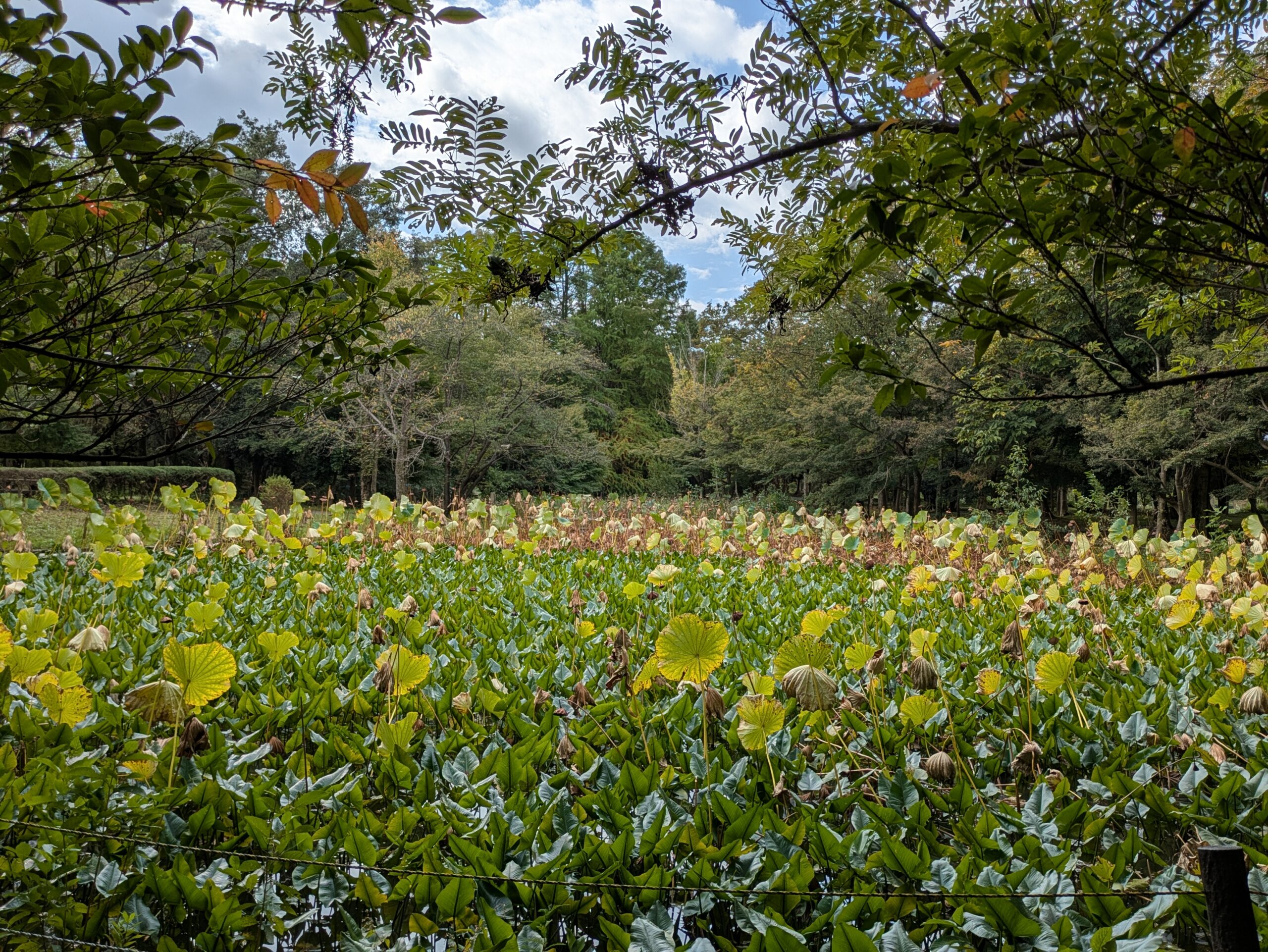 10月の北部公園の蓮池で葉が減り下を向いたハスの果托が残る様子