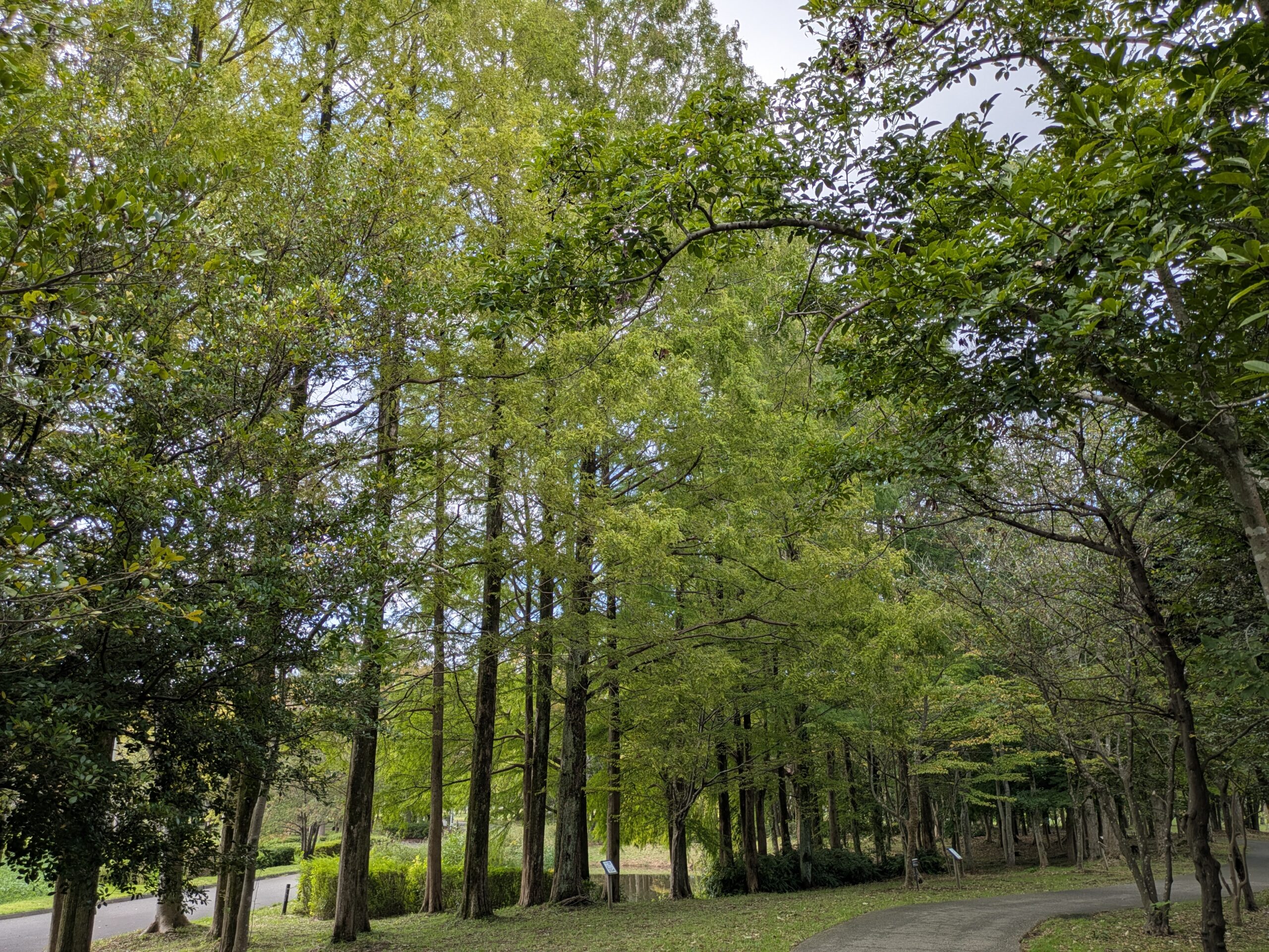 10月下旬でも緑色の葉が多い北部公園のメタセコイア並木