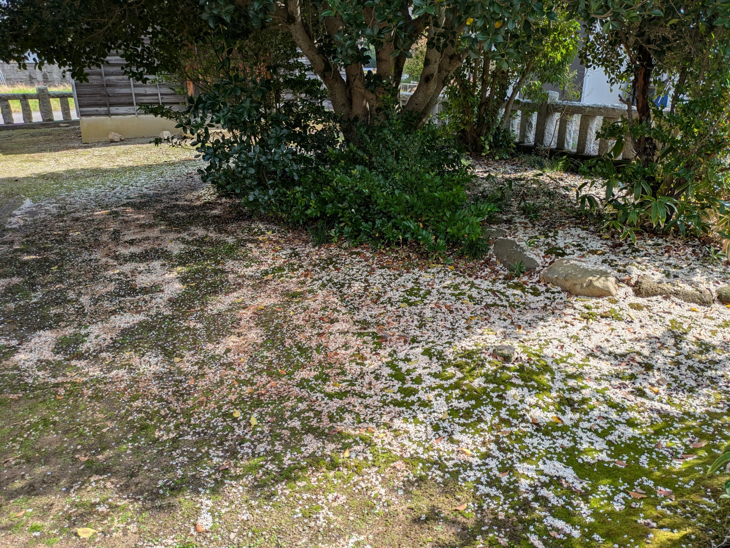忠縄神社のギンモクセイの木の下で白い落花が一面に広がる地面