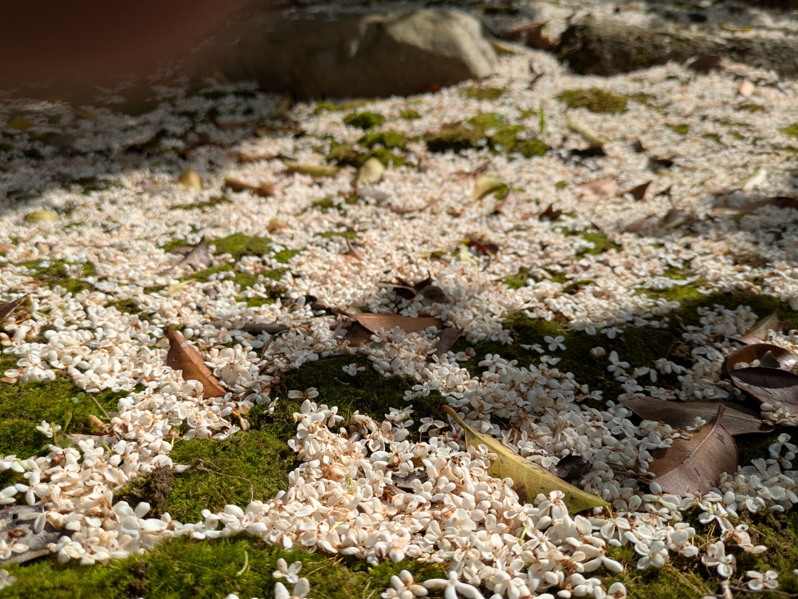 苔の生えた地面に大量に落ちたギンモクセイの小さな白い花