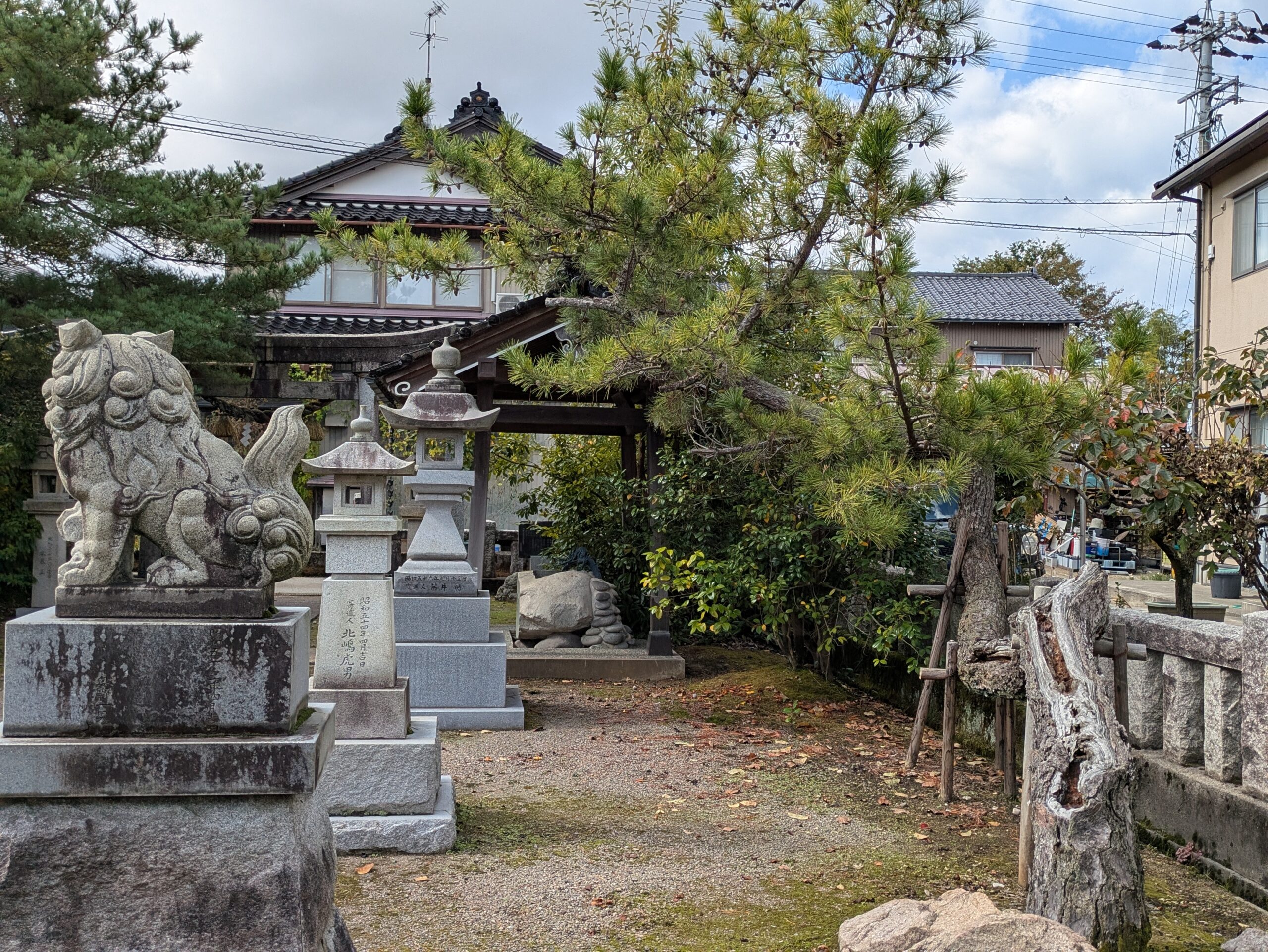 忠縄神社の境内で幹を横方向に大きく伸ばしたマツと支え木