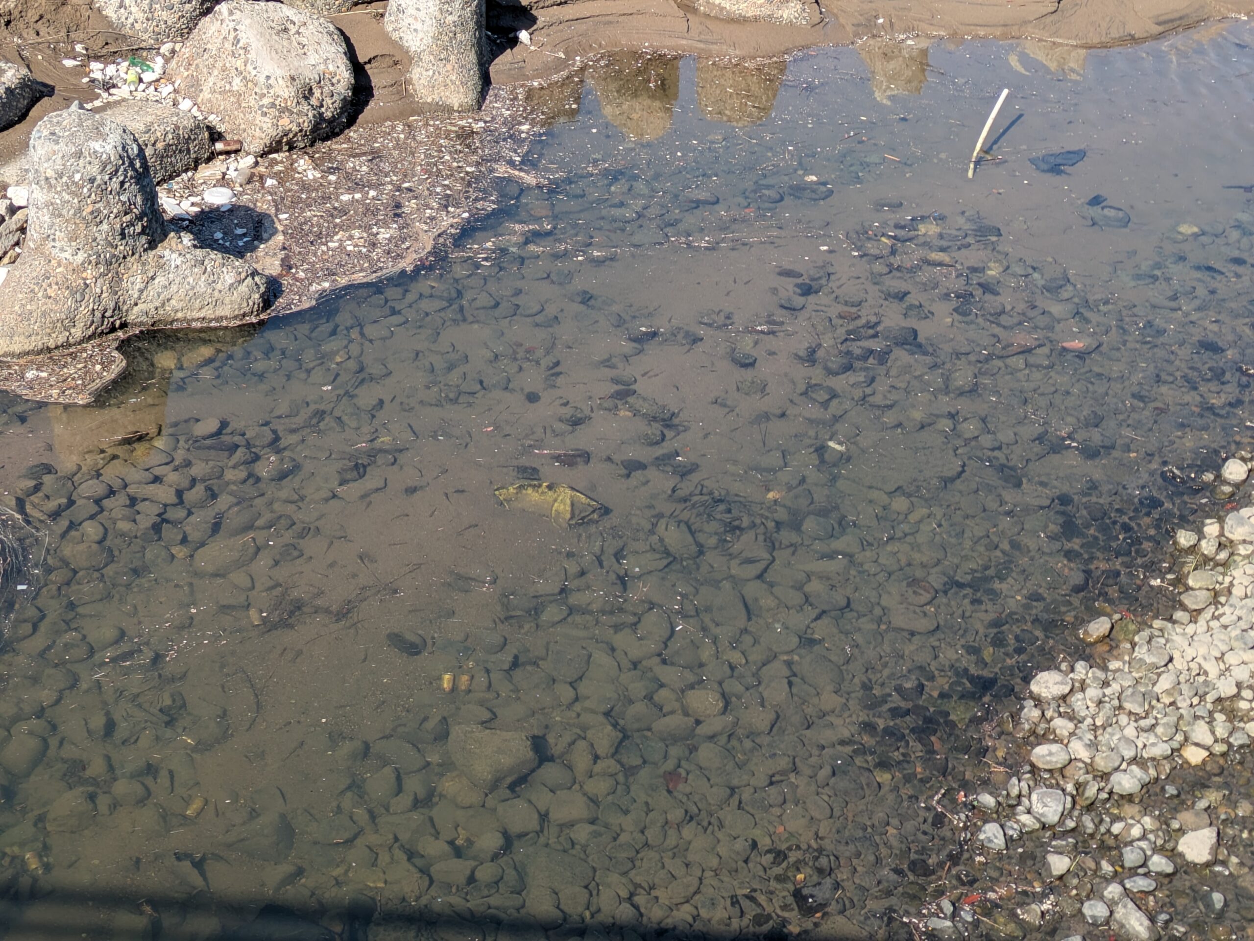 相川新町の浅い川に集まる小魚の群れとハゼ